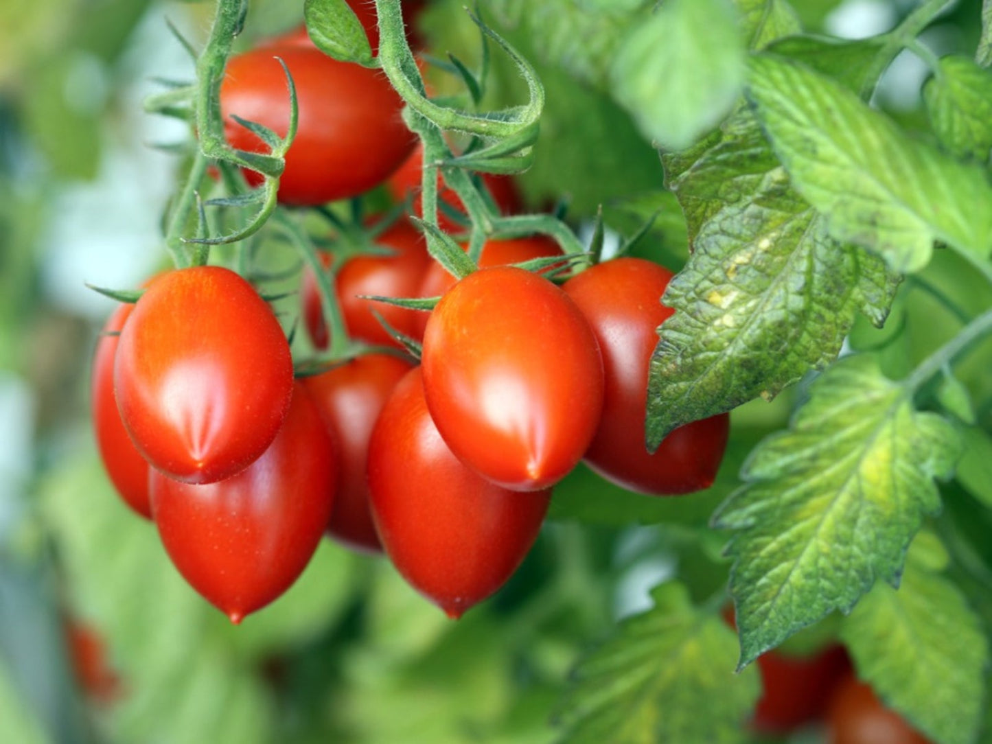 🍅 Plum Tomato Hybrid Seeds – 100 Seeds, Perfect for Sauces & Canning -Vegetable Seeds