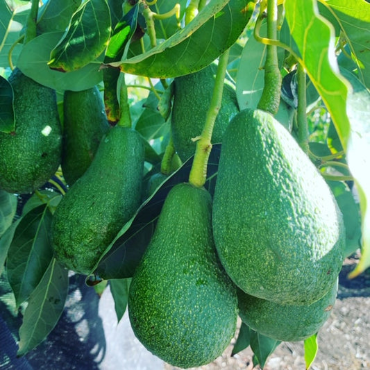 Fuerte Avocado Seeds – Pack of 2 - Fruit Seeds