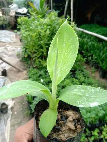 Karpoora Poovan / Karpoora Valli Banana Live Plant – Tissue-Cultured – 1 Healthy Plant - Fruit Plant