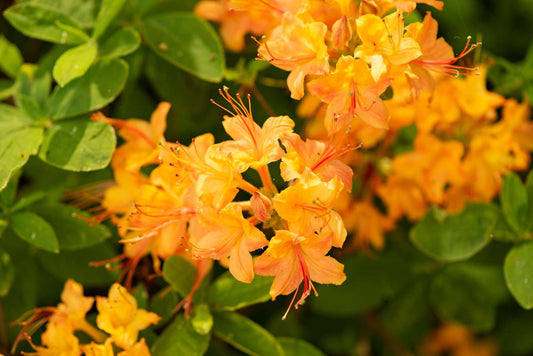🌼 Azalea Flower Plant (Golden) – Rare Yellow Blooming Shrub for Home & Garden Elegance -Flowering Plant
