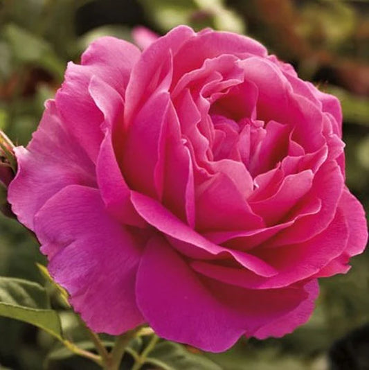 🌹 Grande Dame Rose Seeds – Bold, Fragrant Deep Pink Hybrid Tea Rose 20 Seeds Pack ( Growing Guide Free) - Flower Seeds