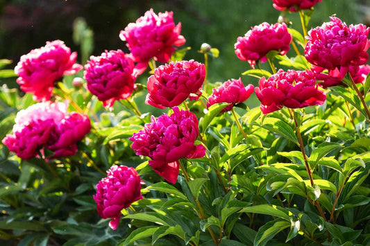 Dark Pink Peony Flower Seeds – Richly Colored, Fragrant Perennial Blooms for Home & Gardent - Flower Seeds