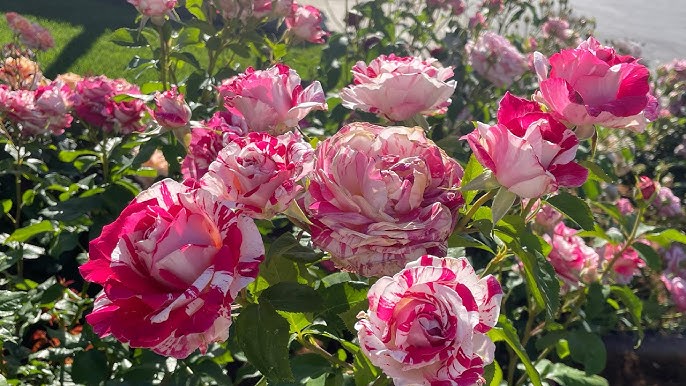 🌸 Neil Diamond Rose Seeds – Striking Striped Magenta & White Hybrid Tea Rose 20 Seeds Pack ( Growing Guide Free) - Flower Seeds