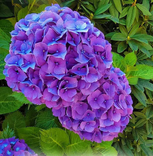 💜 Hydrangea Flower Plant (Purple) – Rare Live Blooming Shrub for Garden & Patio Decor - Flowering Plant