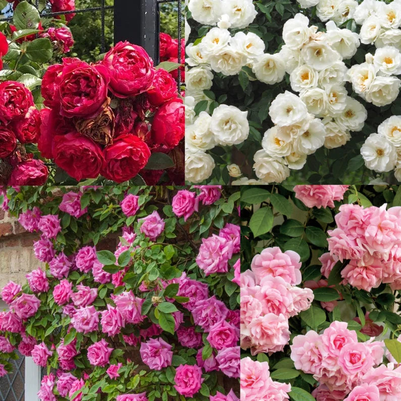 Climbing Rose Mix Seeds – A Stunning Vertical Garden in Bloom-Rose Seeds