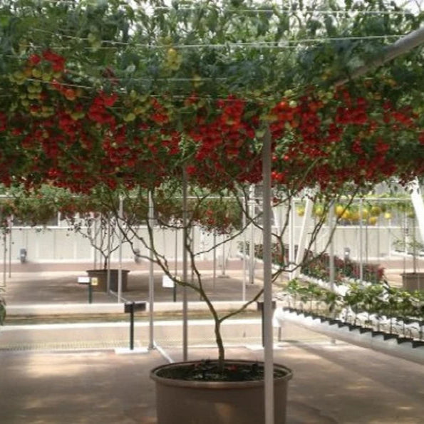 Italian Climbing Tree Tomato 50 Seeds -Vegetables Seeds