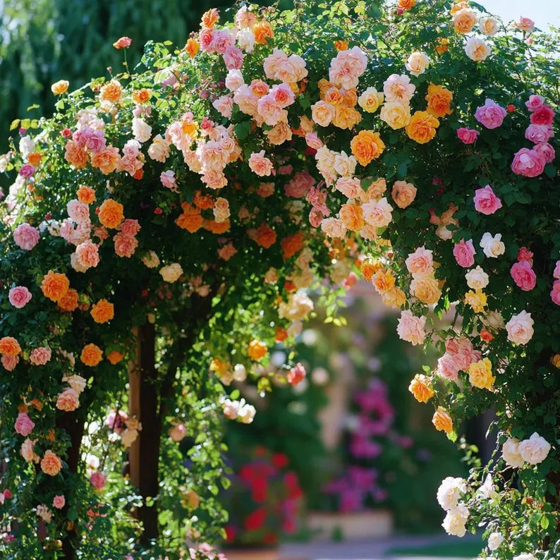 Climbing Rose Mix Seeds – A Stunning Vertical Garden in Bloom-Rose Seeds