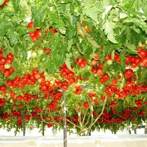 Italian Climbing Tree Tomato 50 Seeds -Vegetables Seeds