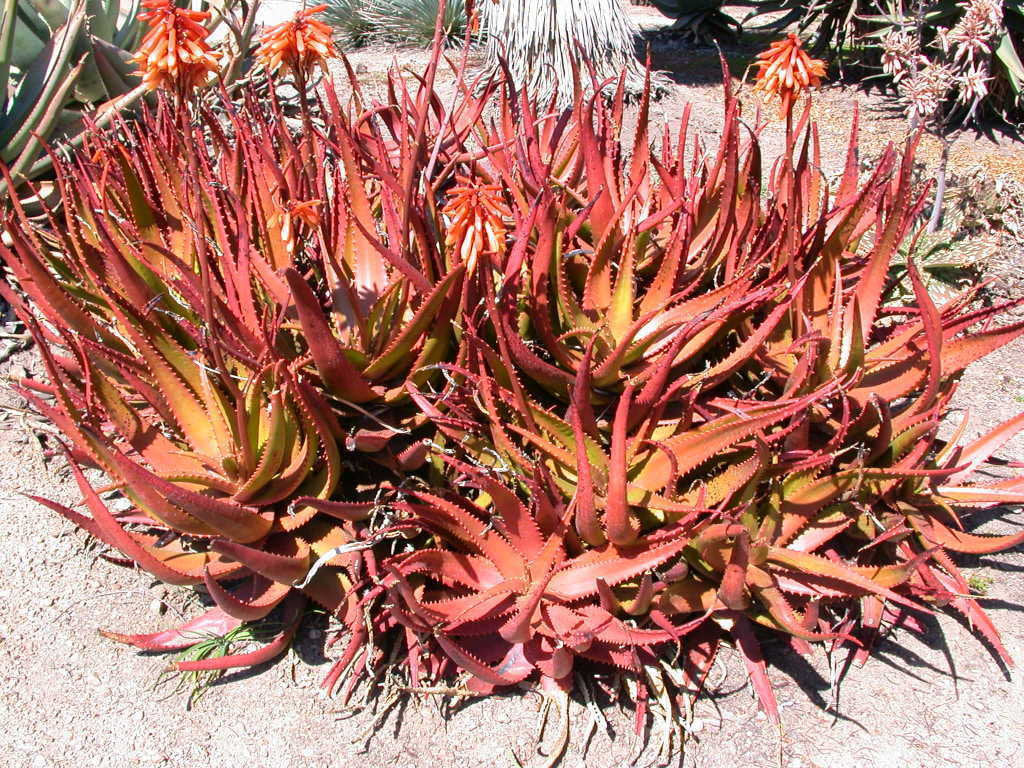 Rare Red Aloe Vera Plant 10 Seeds -Flower Seeds