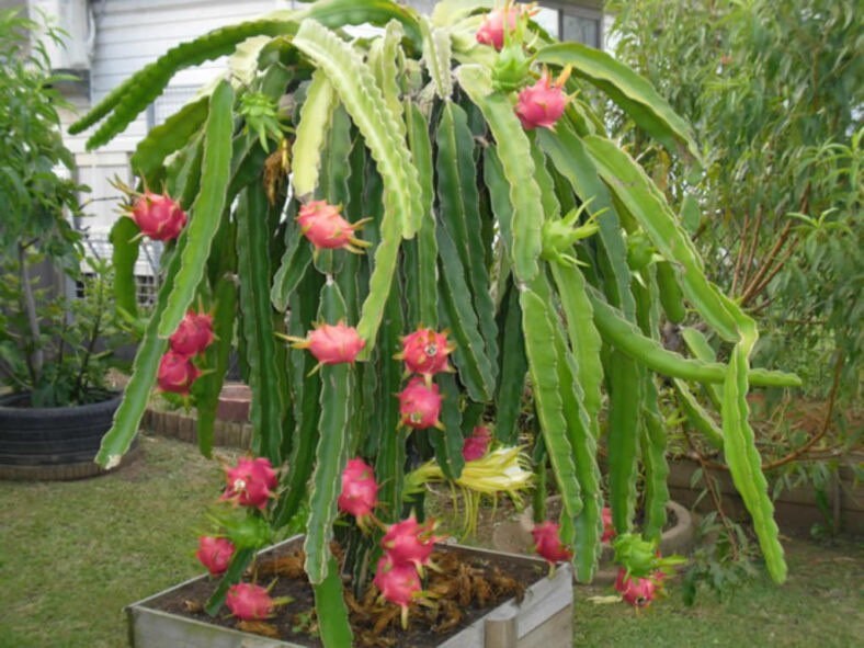 Dragon Fruit Live Plant (Red) – Pitaya Cactus Plant for Home & Garden -Fruit Plant