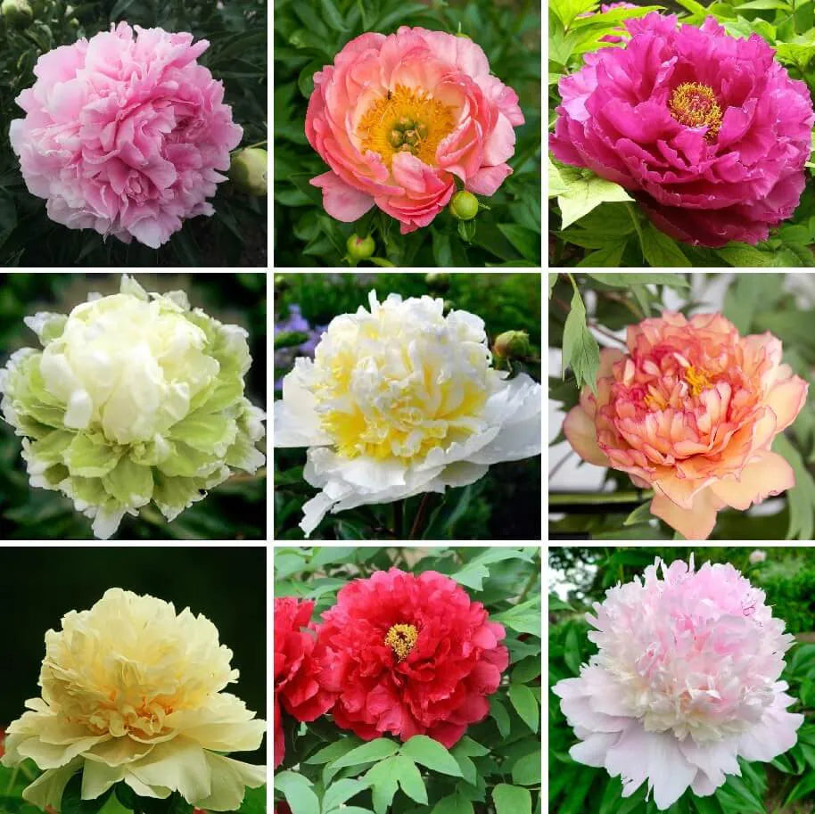 Peony Flower Mixed Seeds – Multicolor Herbaceous Peony Plant Seeds for Home Garden & Pots - Flower seeds