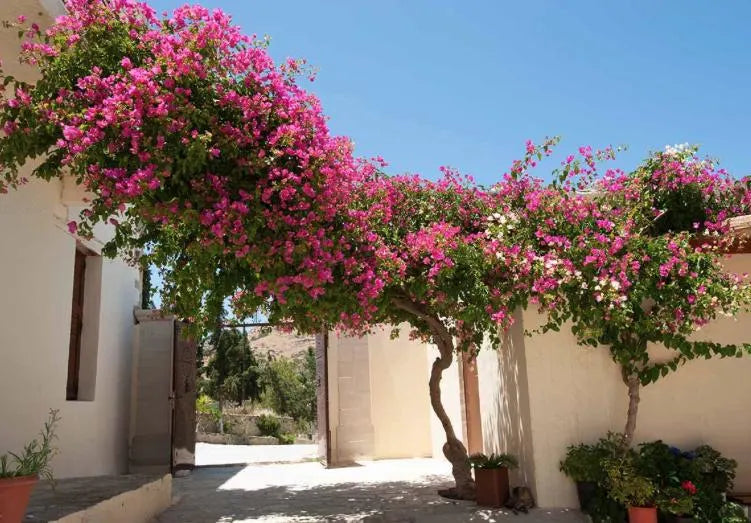 Bougainvillea Flowering Climbing Plant Mix – Colorful Flower Seeds for Home & Garden - Flower Seeds