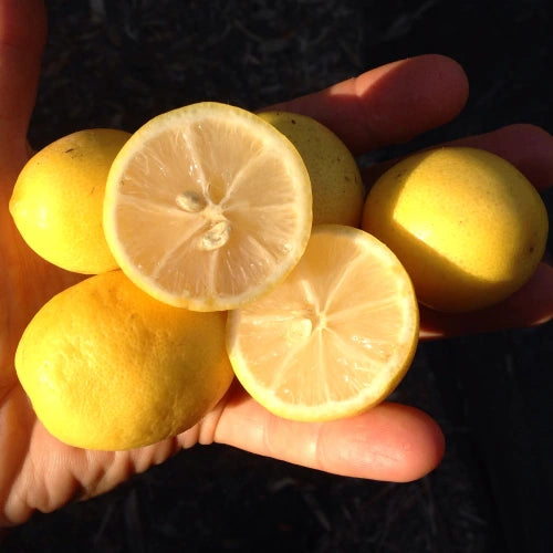 🍋 Limequat – Edible Citrus with Sweet Skin & Compact Growth (20 Seeds Pack) - Fruit Seeds