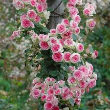 Pink Climbing Rose 20 Seeds | Fragrant Climber Flowering Vine ( Growing Guide Free) - Rose Seeds
