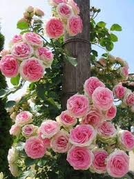 Pink Climbing Rose 20 Seeds | Fragrant Climber Flowering Vine ( Growing Guide Free) - Rose Seeds