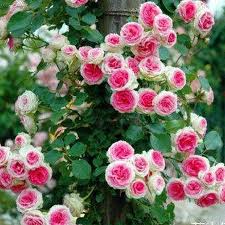 Pink Climbing Rose 20 Seeds | Fragrant Climber Flowering Vine ( Growing Guide Free) - Rose Seeds