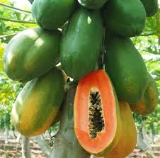 Taiwan Papaya Seeds for Planting | F1 Hybrid Red Lady, Dwarf Papaya Variety (15 Seeds) - Fruit Seeds