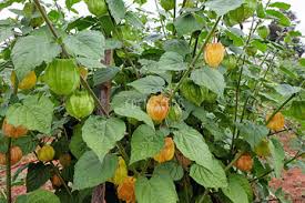 Rare Hybrid Golden Berry  Exotic  Fruit Seeds for Growing (Pack of 30 seeds)