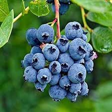 Rare Hybrid Blueberry  Exotic  Fruit Seeds for Growing (Pack of 30 seeds) - Fruit Seeds
