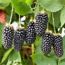Rare Hybrid Blackberry  Exotic  Fruit Seeds for Growing (Pack of 30 seeds) - Fruit Seeds