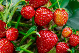 Rare Hybrid Strawberry  Exotic  Fruit Seeds for Growing (Pack of 30 seeds) - Fruit Seeds