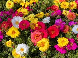 Hybrid Portulaca Moss Rose Double Mix Flower  (50 per packet)-Flower Seeds