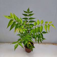 Neem Herbal Live Plant (Azadirachta indica) – Powerful Medicinal Tree for Home & Garden - Medicinal Plant