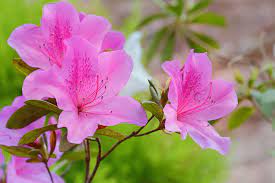 🌸 Azalea Flower Plant (Pink) – Live Blooming Shrub for Garden, Balcony & Decorative Pots -Flowering Plant