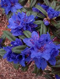 💙 Azalea Flower Plant (Blue) – Rare Live Ornamental Shrub for Garden & Balcony Decor -Flowering Plant