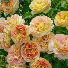 🌹 Pop Art Rose Seeds – Vibrant Variegated Grandiflora Rose 20 Seeds Pack ( Growing Guide Free) - Flower Seeds