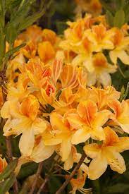 🌼 Azalea Flower Plant (Golden) – Rare Yellow Blooming Shrub for Home & Garden Elegance -Flowering Plant