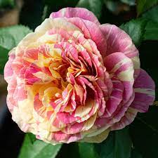 🌹 Pop Art Rose Seeds – Vibrant Variegated Grandiflora Rose 20 Seeds Pack ( Growing Guide Free) - Flower Seeds