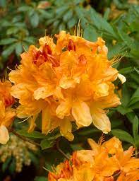 🌼 Azalea Flower Plant (Golden) – Rare Yellow Blooming Shrub for Home & Garden Elegance -Flowering Plant