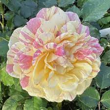 🌹 Pop Art Rose Seeds – Vibrant Variegated Grandiflora Rose 20 Seeds Pack ( Growing Guide Free) - Flower Seeds
