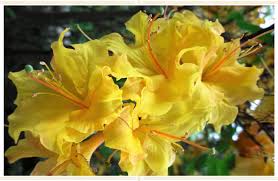 🌼 Azalea Flower Plant (Yellow) – Live Ornamental Shrub with Bright Golden Blooms for Garden & Balcony -Flowering Plant