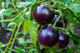 🍅 Purple Tomato – Novel Color, High in Antioxidants (20 Seeds Pack) - Fruit Seeds