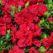 🌺 Azalea Flower Plant (Red) – Live Decorative Shrub with Bold Red Blooms for Home & Garden -Flowering Plant