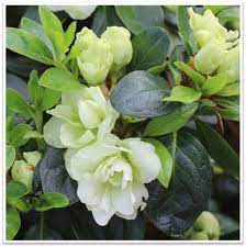 🌿 Azalea Flower Plant (Green) – Rare Live Ornamental Shrub for Garden & Landscape Charm -Flowering Plant