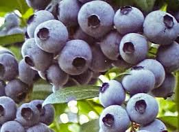 🫐 Blueberry ‘Bountiful Baby’ – Compact & Highly Productive Dwarf Blueberry Plant (50 Seeds Pack) - Fruit Seeds