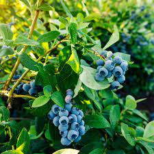 🫐 Blueberry ‘Bountiful Baby’ – Compact & Highly Productive Dwarf Blueberry Plant (50 Seeds Pack) - Fruit Seeds