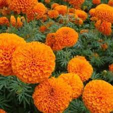 Hybrid Orange Marigold Flower Seeds – Pack of 30 - Flower Seeds