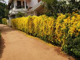 Cat's Claw Creeper Plant | Fast-Growing Yellow Flowering Climber for Outdoor Walls & Fences | Macfadyena unguis-cati