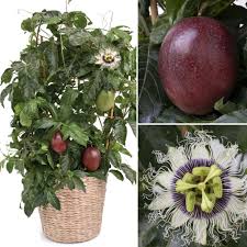 🌺🍈 Poppin’ Passion – Tropical Flowers & Edible Passion Fruit, Perfect for Containers (20 Seeds Pack)  - Fruit Seeds