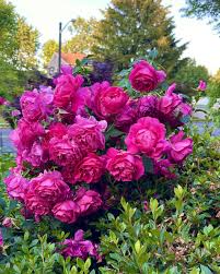 🌹 Grande Dame Rose Seeds – Bold, Fragrant Deep Pink Hybrid Tea Rose 20 Seeds Pack ( Growing Guide Free) - Flower Seeds