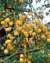 🍅 Cherry Tomato Hybrid 100 Seeds – Yellow, Sweet & Golden   -Vegetable Seeds