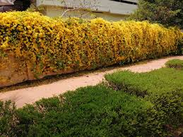 Cat's Claw Creeper Plant | Fast-Growing Yellow Flowering Climber for Outdoor Walls & Fences | Macfadyena unguis-cati