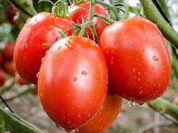 🍅 Plum Tomato Hybrid Seeds – 100 Seeds, Perfect for Sauces & Canning -Vegetable Seeds
