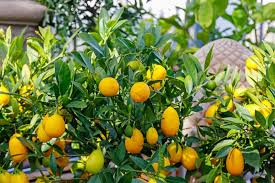 🍋 Limequat – Edible Citrus with Sweet Skin & Compact Growth (20 Seeds Pack) - Fruit Seeds