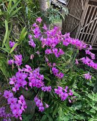 Dendrobium Orchid (Cooktown Orchid) – Exotic Long-Lasting Flowering Plant - Orchid Plant