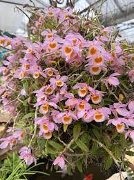 Dendrobium Loddigesii Orchid – Compact, Fragrant & Colorful Flowering Plantt - Orchid Plant